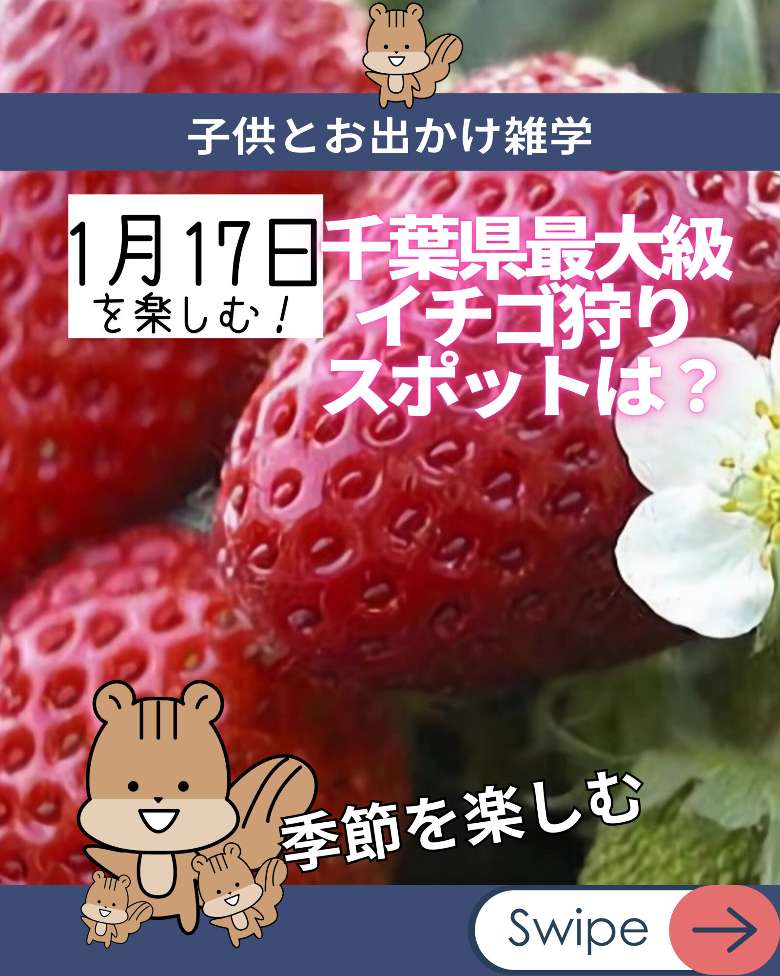 【子供とおでかけ雑学】千葉県内で最大級のイチゴ狩りスポットは？／1月17日／献上イチゴを扱う「館山いちご狩りセンター」へ行こう！