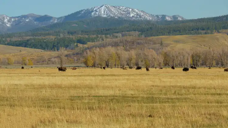 Hotels near Museum of the Yellowstone