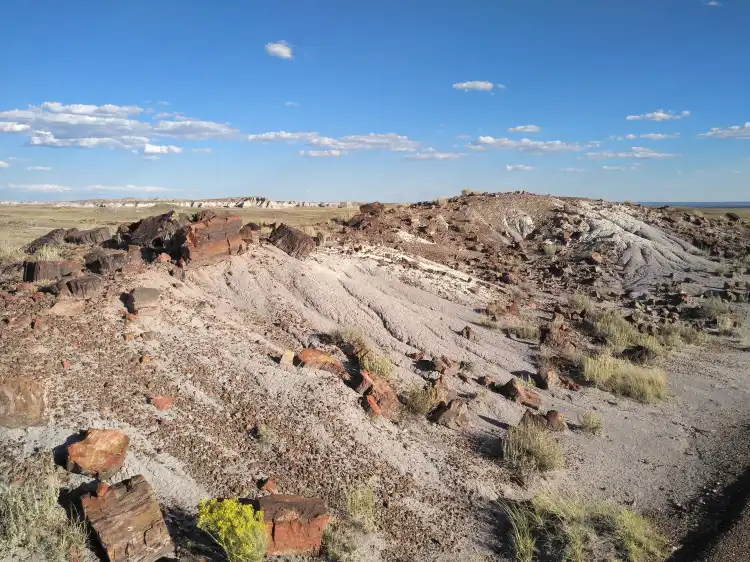 Hotels near Jim Gray's Petrified Wood Co