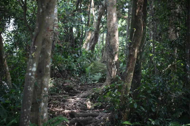 新竹石牛山的登山步道