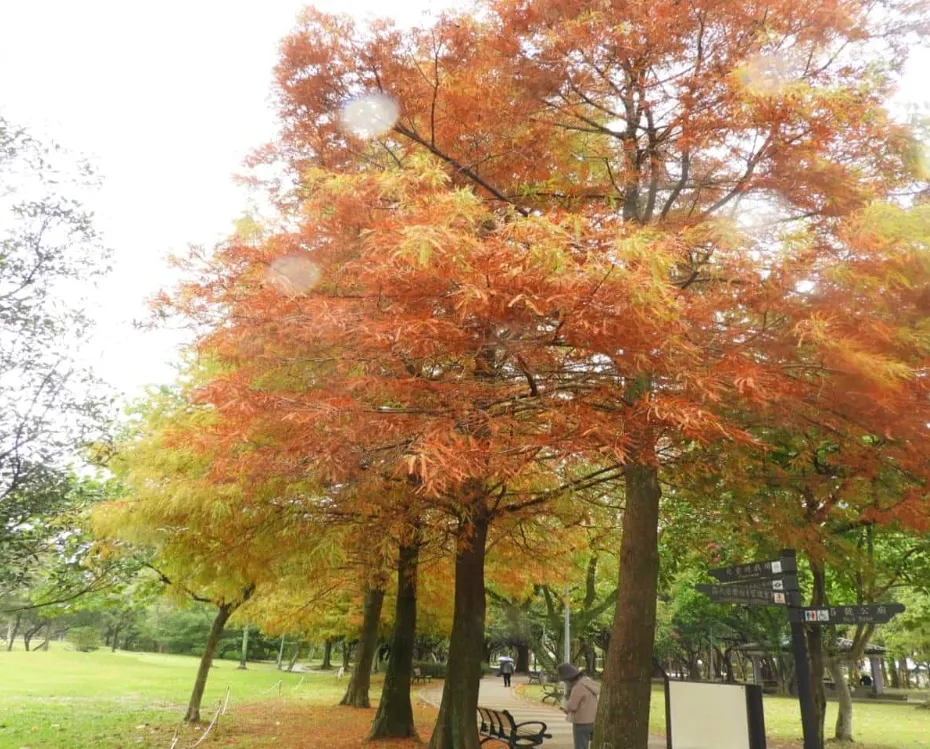 台北大安森林公園-落羽松