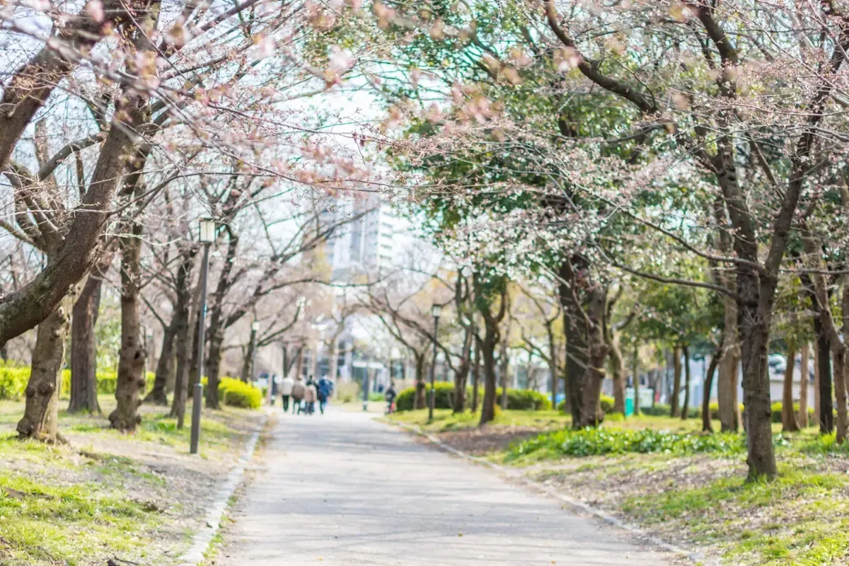 京都｜金閣寺｜春