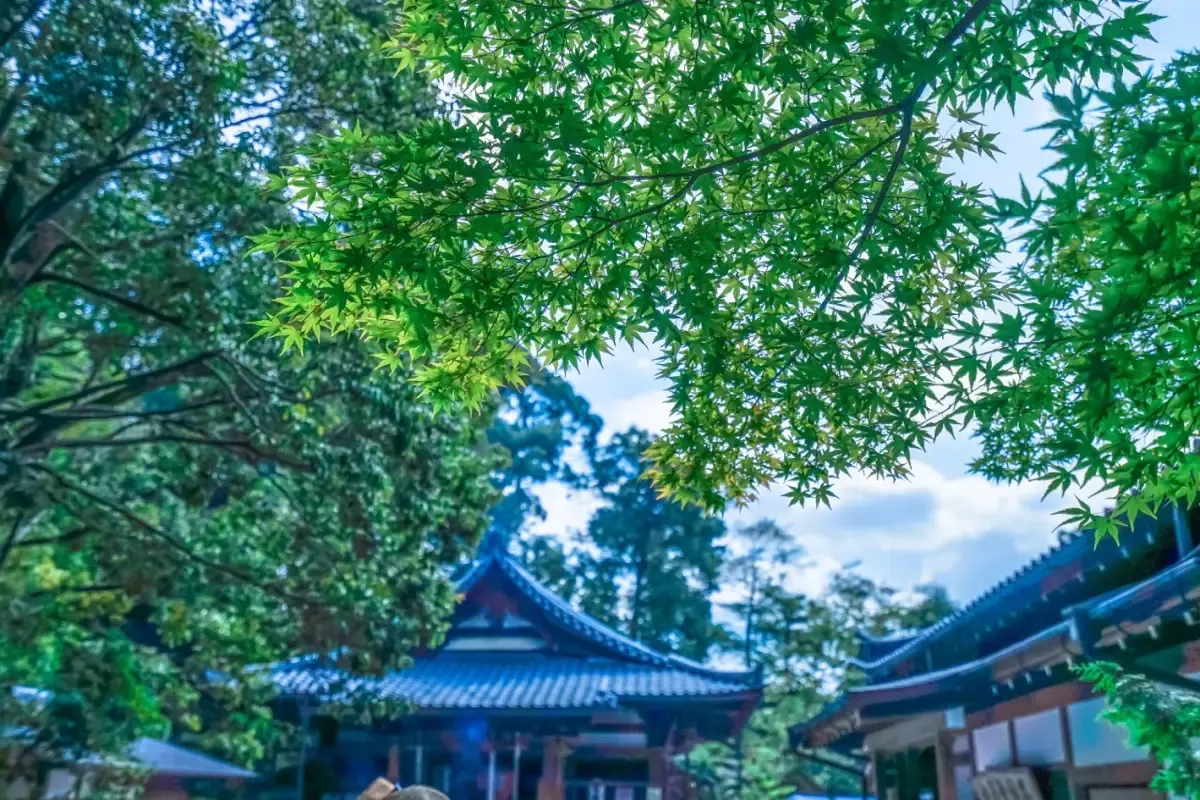 京都｜金閣寺｜初夏