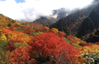 鮮やかな紅葉