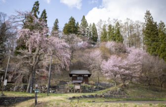 白馬村徹然桜　桜の開花レポート