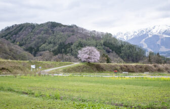 白馬村　桜の開花レポート