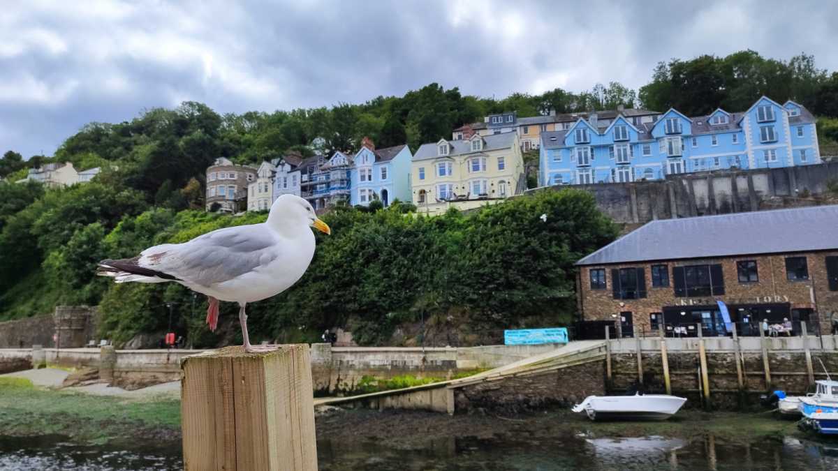 Picture of bird in foreground taken by Xiaomi 12 Lite