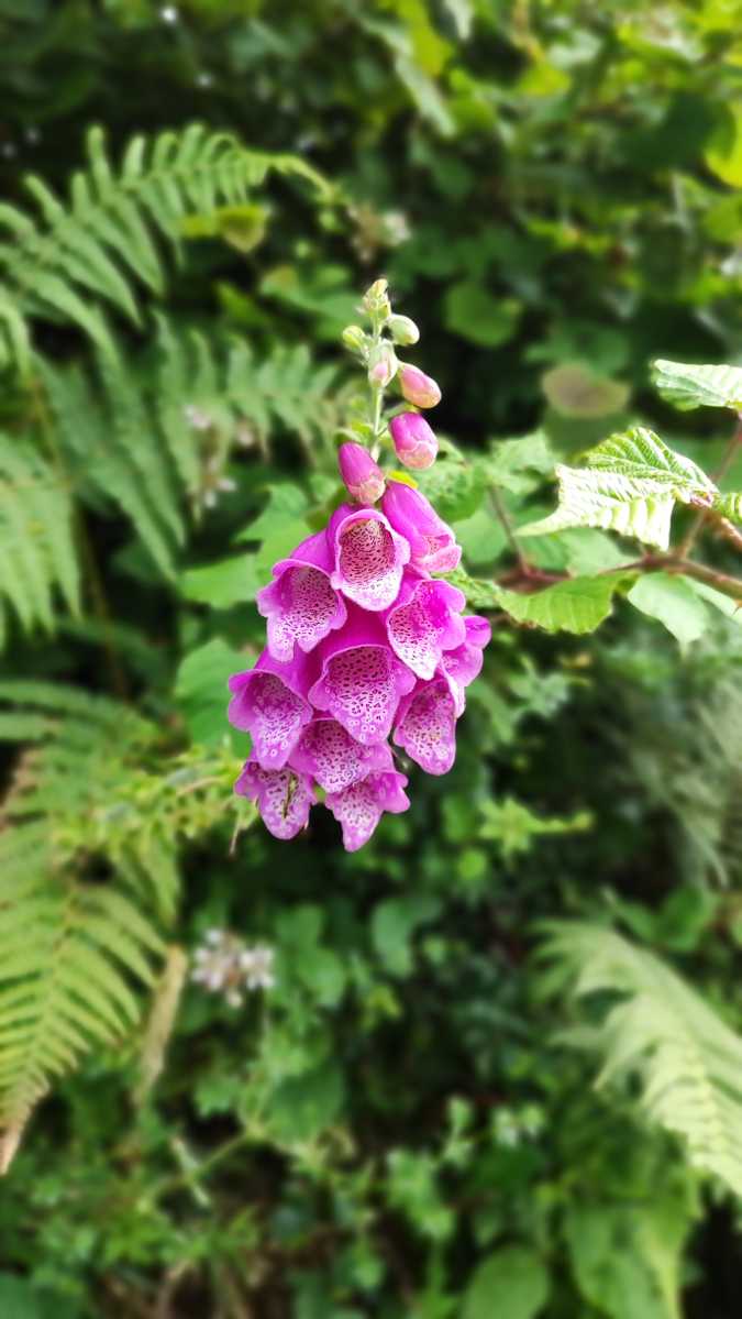 Picture of foxgloves taken on Xiaomi 12 Lite