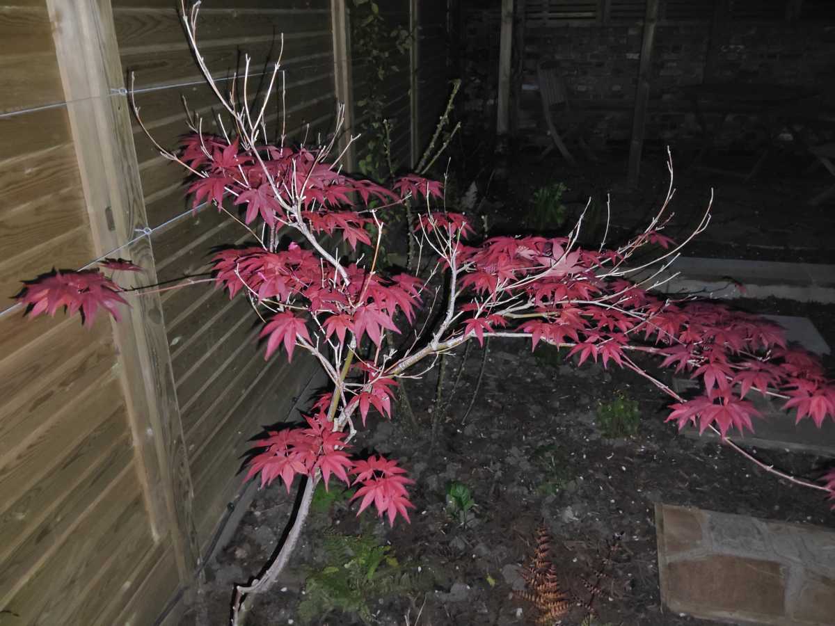 A close-up of a red acer at night, shot on a Xiaomi Pad 6S Pro