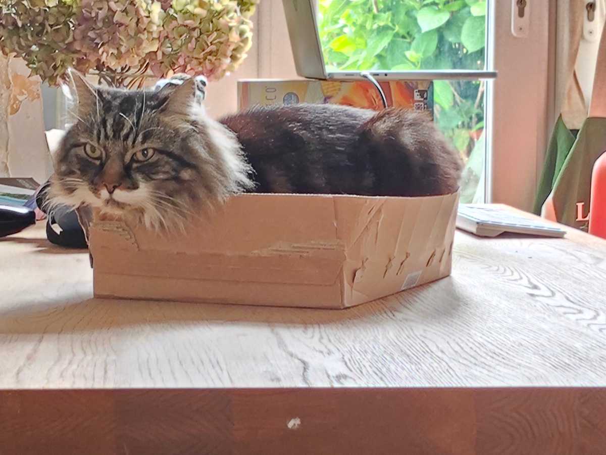 A wide shot of a cat in a box at x4 zoom, shot on a Xiaomi Pad 6S Pro