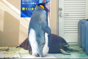 Episode : 584 / Shimoda Aquarium - 06