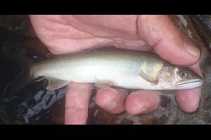 デカイ  【馬瀬川上流アユ釣り】