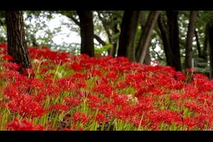 境御嶽山自然の森公園の彼岸花2022（見頃）