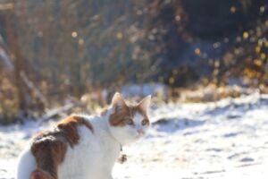 ちろ雪道散歩