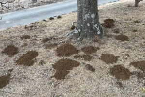 今日は英語と海外ドラマと モグラ塚