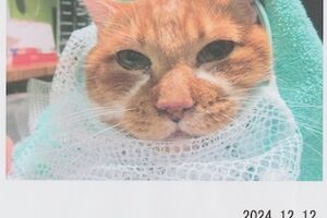 天ちゃん：猫ドックと抜歯をしました（漏斗胸、胆石、口内腫瘍）