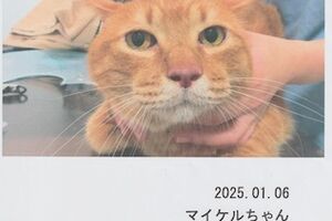 マイケルくん：猫ドックに行きました🐈