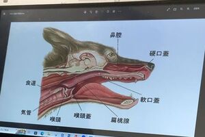 アストロ君の病状３　－　癌じゃなかった・・・