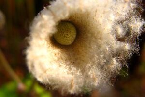 まるで綿でできた花のようです / It is just like a flower made of cotton.