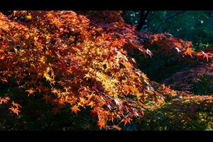 紅葉山公園の紅葉2023（見頃）