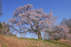 桜スポットまとめ　~福島県~