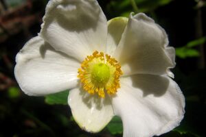 秋を告げる花 / Flowers that herald autumn.