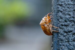 セミの抜け殻も夏の風物詩