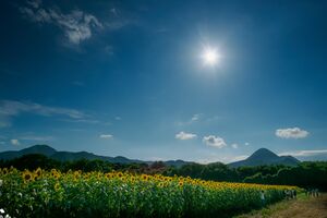 岩手県矢巾町　煙山ひまわりパークにて