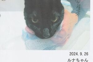 里親さん募集中💓黒猫ルナちゃん：猫ドックetc結果