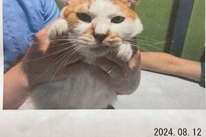 ちび太ちゃん🐈通院と闘病の経過：7/25〜8/14：猫ドックの結果😢漏斗胸、胸水、心臓逆流etc