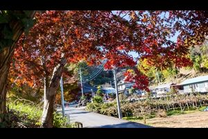 泉谷山福厳寺の紅葉2024（見頃）