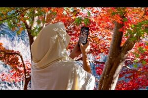 紅葉山公園の紅葉2024（見頃）