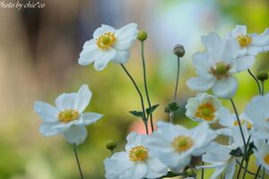 ＊群れ咲く秋明菊。。港の見える丘公園。。♪