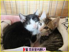 にほんブログ村 猫ブログ 猫 完全室内飼いへ