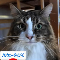 にほんブログ村 猫ブログ ノルウェージャンフォレストキャットへ