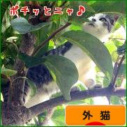 にほんブログ村 猫ブログ 外猫へ