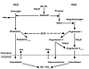 The interaction between the plasma KKS and RAS. Plasma kallikrein converts