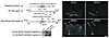 Gene targeting of the Ghsr locus. Upper left panel: Schematic diagram of th