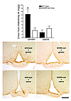 Effects of icv administration of ghrelin to GHSR-null mice. Two-month-old f