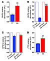 Effect of the rs9939609 FTO genotype on GHRL mRNA abundance, immunodepletio