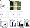 CD8 Tregs express CCR7, home to secondary lymphoid tissues, and suppress CD