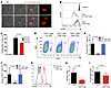 CD8 Tregs regulate CD4 T cell expansion in vitro and in vivo.