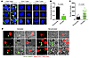 CD8 Tregs function by transferring NOX2 onto CD4 T cells.