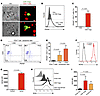 CD4 T cells uptake NOX2-containing exosomes released by CD8 Tregs.