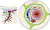 Potential mechanisms by which ANGII hypertension leads to neurovascular dys