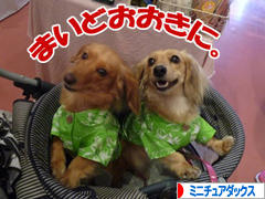 にほんブログ村 犬ブログ ミニチュアダックスフンドへ