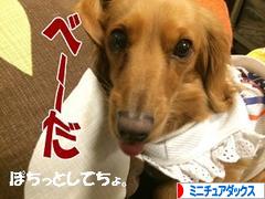 にほんブログ村 犬ブログ ミニチュアダックスフンドへ