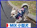 にほんブログ村 犬ブログ MIX小型犬へ