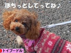 にほんブログ村 犬ブログ トイプードルへ