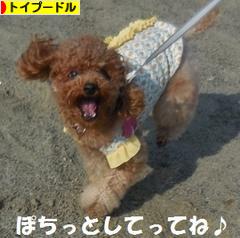 にほんブログ村 犬ブログ トイプードルへ